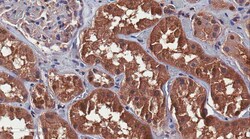 MilliporeSigma Mouse anti-Polycystin-1, Clone: E4 (5F4D2), 100&mu;g:Antibodies,